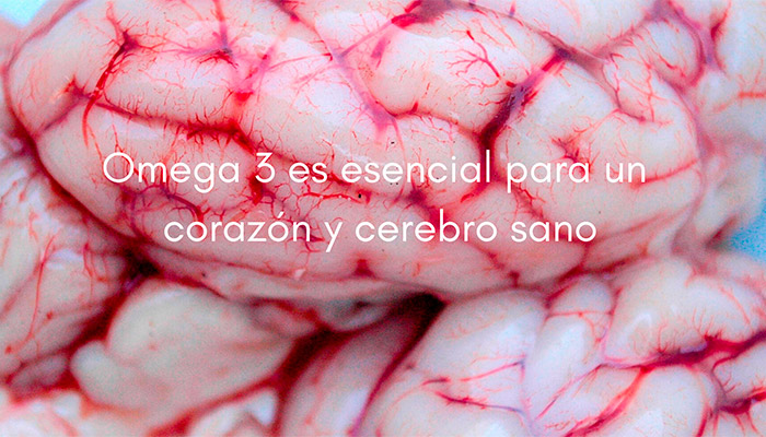 Omega 3: Corazón y cerebro sano
